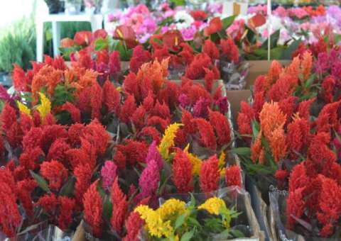 Exposição Flores de Holambra colore Praça da Saudade em Manaus