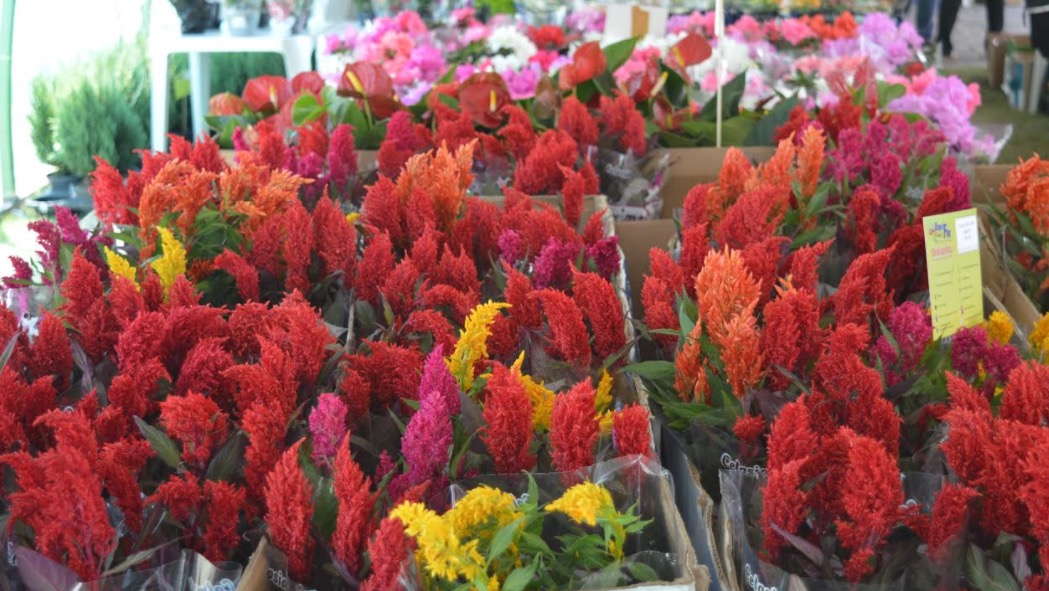 Exposição Flores de Holambra colore Praça da Saudade em Manaus