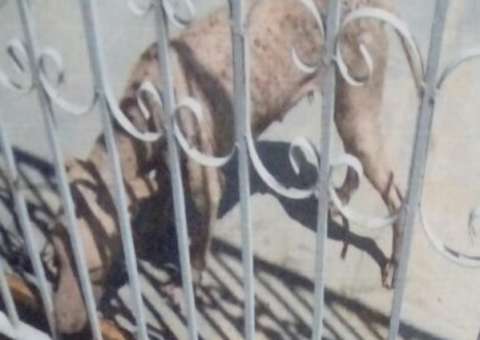 Dema encontra quatro casos de maus-tratos com animais em Manaus