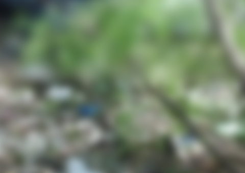 Desaparecido há 2 dias, corpo de jovem é encontrado na margem de igarapé em Manaus