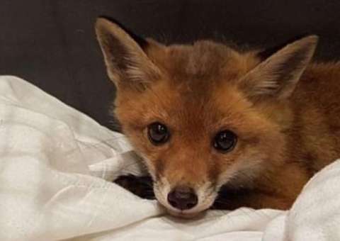 Família leva susto ao encontrar hóspede 'inusitado' embaixo do sofá  