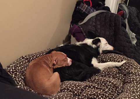 Mulher salva cães de armadilha e faz apelo nas redes sociais  