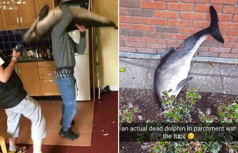 Homem dança com cadáver de golfinho e causa fúria na web