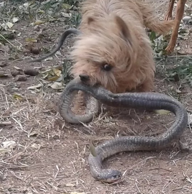 Cão salva dona de ataque de cobra, mas tem final triste  
