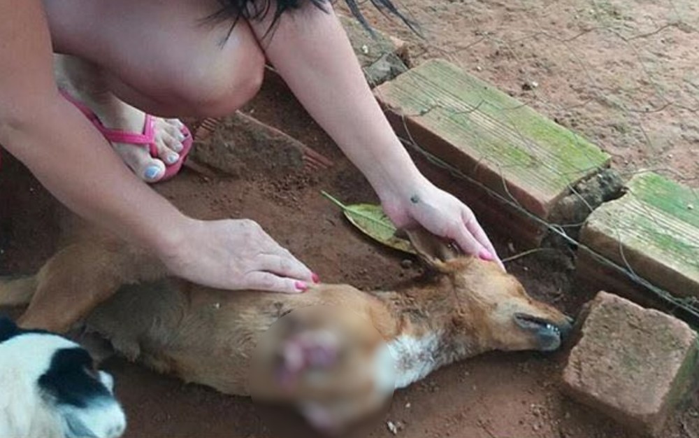 Homem decepa patas de cachorro e joga corpo em ONG  de proteção a animais 