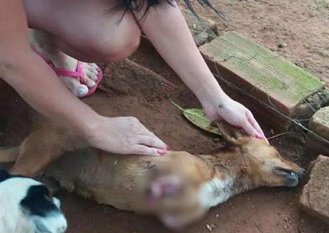 Homem decepa patas de cachorro e joga corpo em ONG  de proteção a animais 