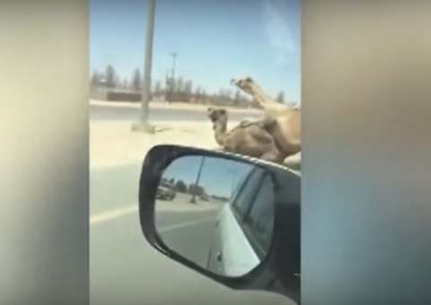 Casal de camelos é flagrado acasalando em pista movimentada e viraliza 