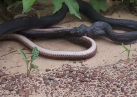 Cobra vomita ‘rival’ viva e vídeo viraliza na internet