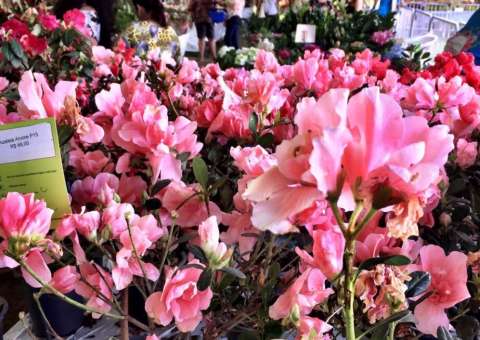 Expo Flores Manaus tem atrações musicais para todos os gostos