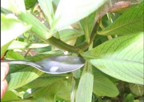 Tratamento com planta pode ajudar a combater vários tipos de câncer 