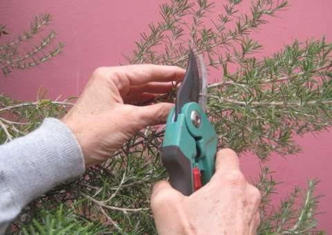 Saiba o que acontece ao tomar uma xícara de chá de alecrim todos os dias