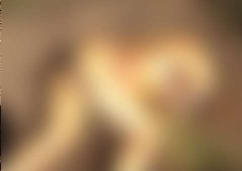 Nua e decapitada, corpo de mulher é encontrado no Amazonas