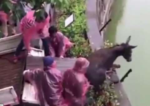 Burro jogado vivo em jaula é devorado por tigres e vídeo choca internautas