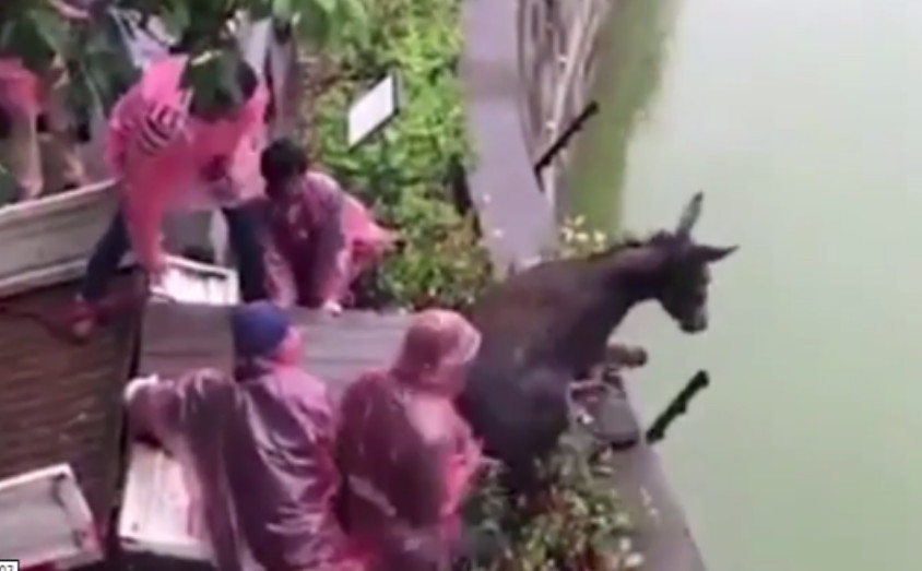 Burro jogado vivo em jaula é devorado por tigres e vídeo choca internautas