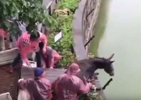 Burro é jogado dentro de jaula de tigres como alimento e atitude revolta  