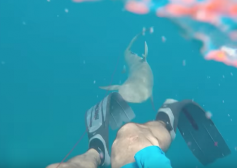  Durante mergulho, homem é atacado por tubarão e filma tudo