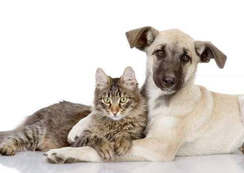 Vira-Lata é Tudo de Bom: Ongs realizam evento com feira de adoção e vacinação gratuita