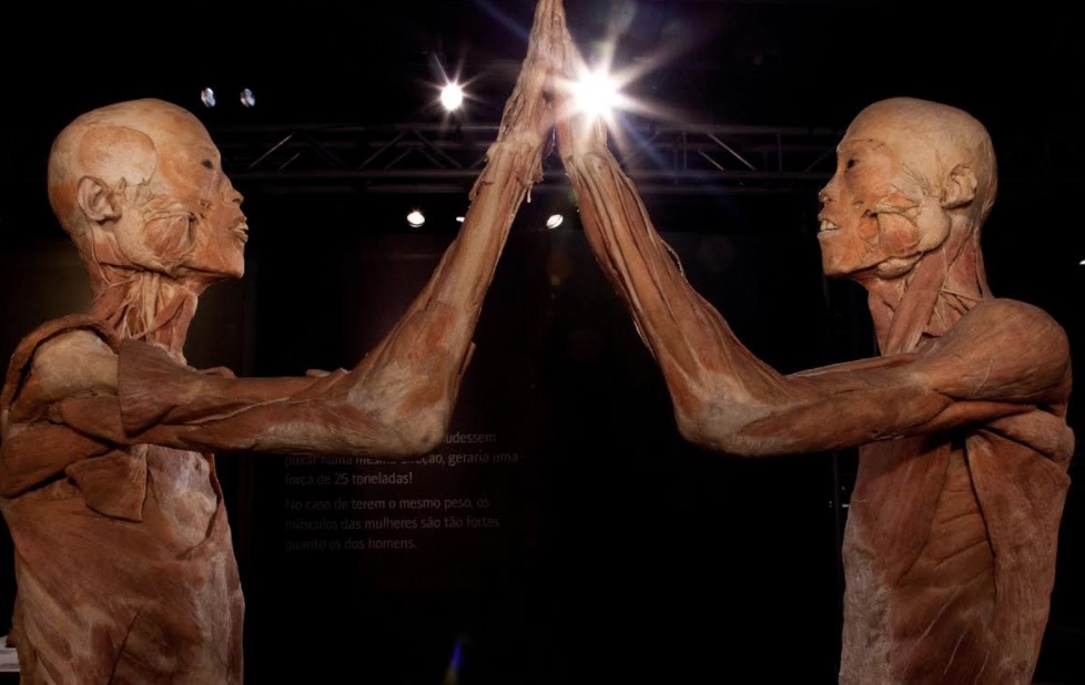 Exposição O Fantástico Corpo Humano chega em Manaus