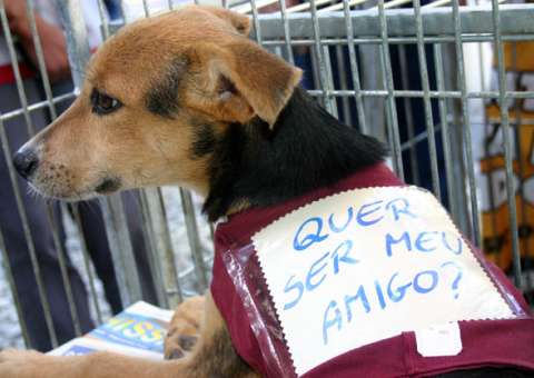 Pet shop realiza feira de adoção e oferece vermifugação gratuita neste sábado