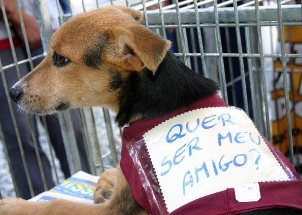 Pet shop realiza feira de adoção e oferece vermifugação gratuita neste sábado