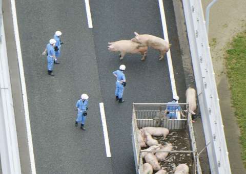 Rumo a matadouro, dois porcos surpreendem após acidente em rodovia 