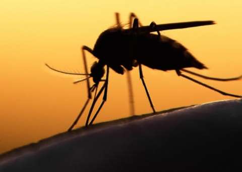 Casos de zika no Amazonas têm redução de 91%  