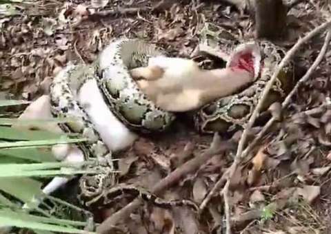 Cobra gigante ataca cabra e homem toma atitude drástica para salvá-la 