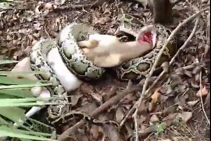 Cobra gigante ataca cabra e homem toma atitude drástica para salvá-la 