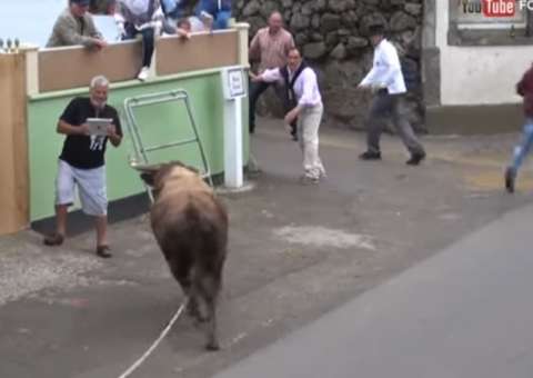 Ao invés de correr, homem decide filmar touro zangado e o pior acontece