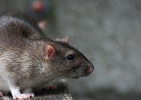 Risco de peste negra assusta moradores e deixa Ceará em alerta 