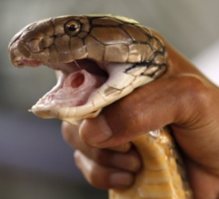 Homem é picado por cobra venenosa e morde esposa por amor