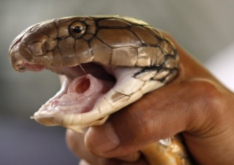 Homem é picado por cobra venenosa e morde esposa por amor