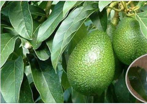 Folhas de abacate e suas propriedades medicinais