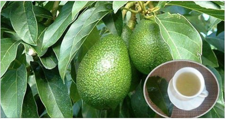 Folhas de abacate e suas propriedades medicinais