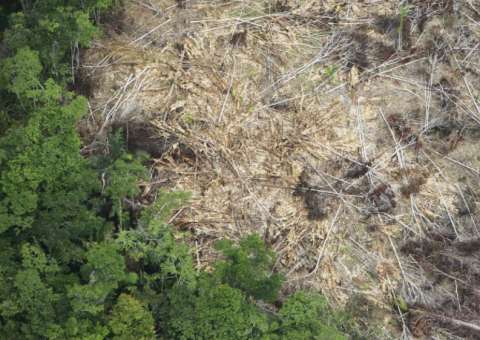 Casal é preso acusado de desmatamento em área de 5 mil m² no AM