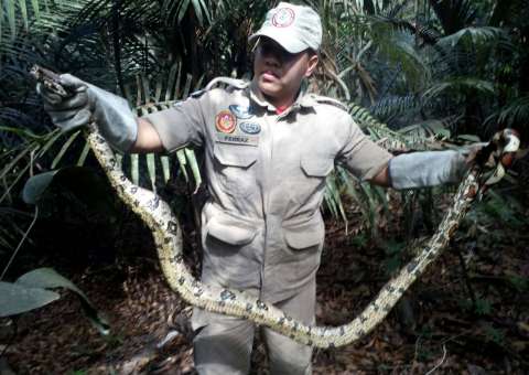 Homem encontra jiboia de 2 metros em forro de carro em Manaus