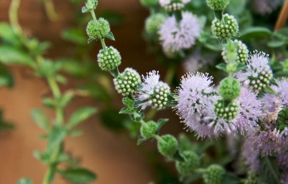 Conhecida como “hortelã dos pulmões”, planta ajuda em crises de úlcera e gastrite