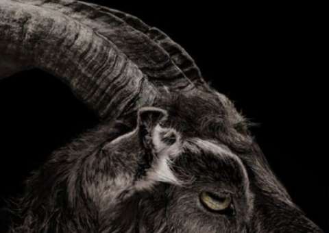 Cabra diabólica do terror Ao Cair da Noite é a mesma de A Bruxa