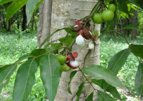 Resina de planta amazônica é usada em teste para remédio emagrecedor 
