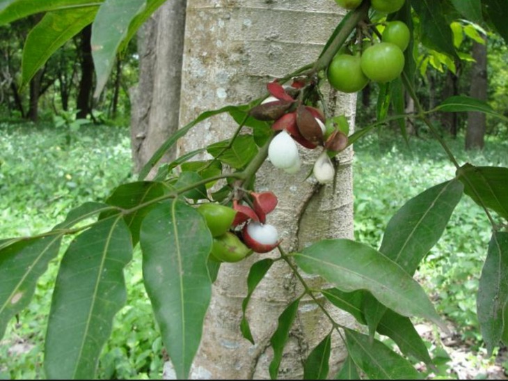 Resina de planta amazônica é usada em teste para remédio emagrecedor 