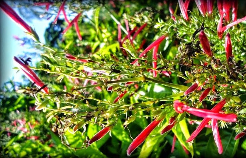 Planta nativa é indicada para inflamações ginecológicas 