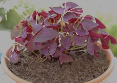 Estudos comprovam efeitos do Trevo-roxo 