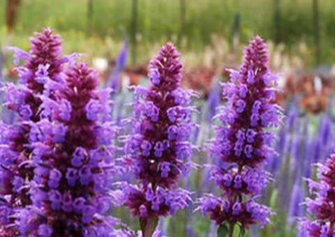 Com cheiro de hortelã, planta ajuda na má digestão 