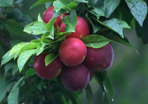 Espécie de ameixa é indicada para tratar problemas nas vias urinárias e próstata 