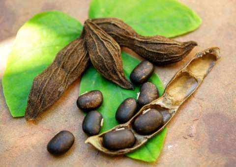 Folhas de planta podem ser usadas para tratar gripe