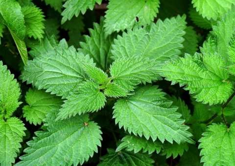 Saiba como tratar alergias de forma natural 