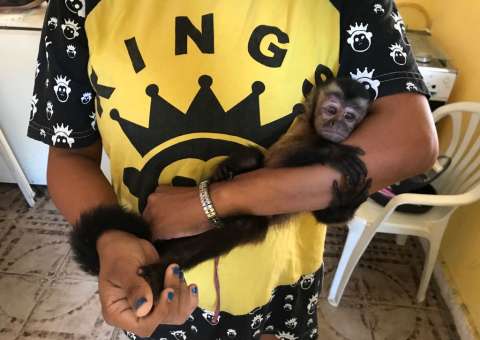 Macaco-prego em situação de maus-tratos é encontrado durante operação “Beethoven 7”