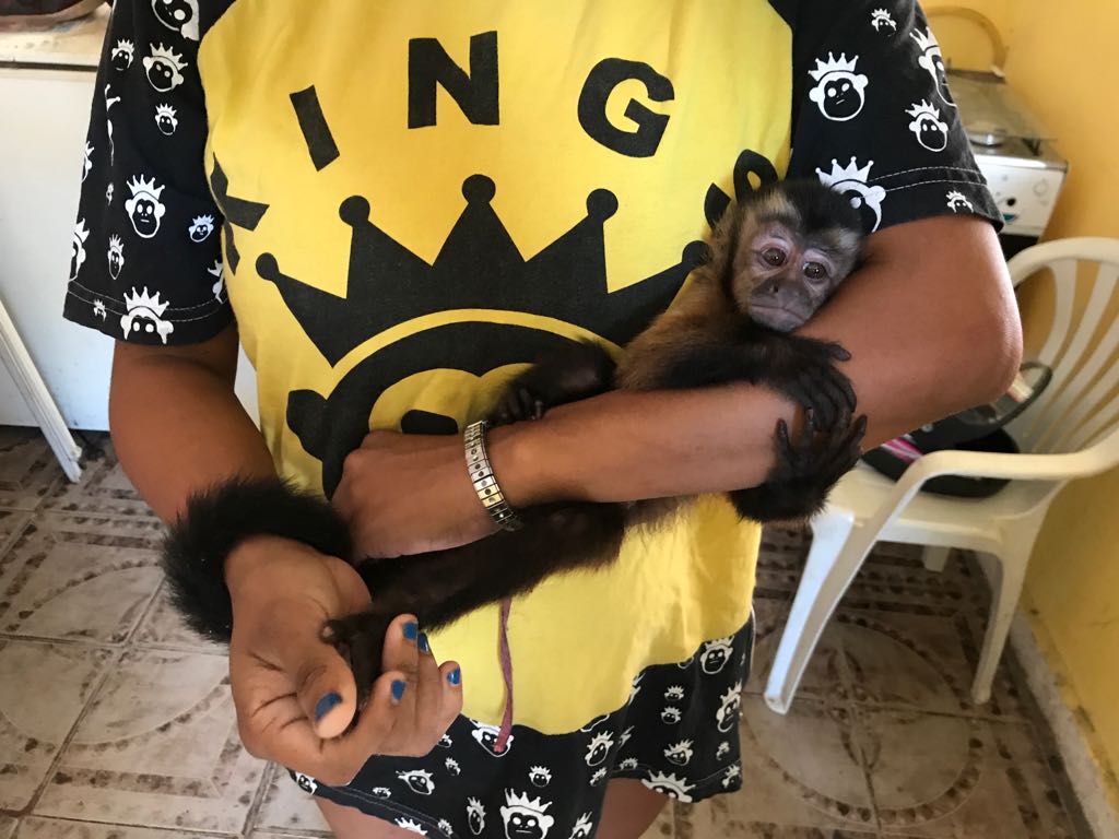 Macaco-prego em situação de maus-tratos é encontrado durante operação “Beethoven 7”