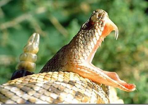 Cobra morde homem e ele morde mulher para morrerem juntos