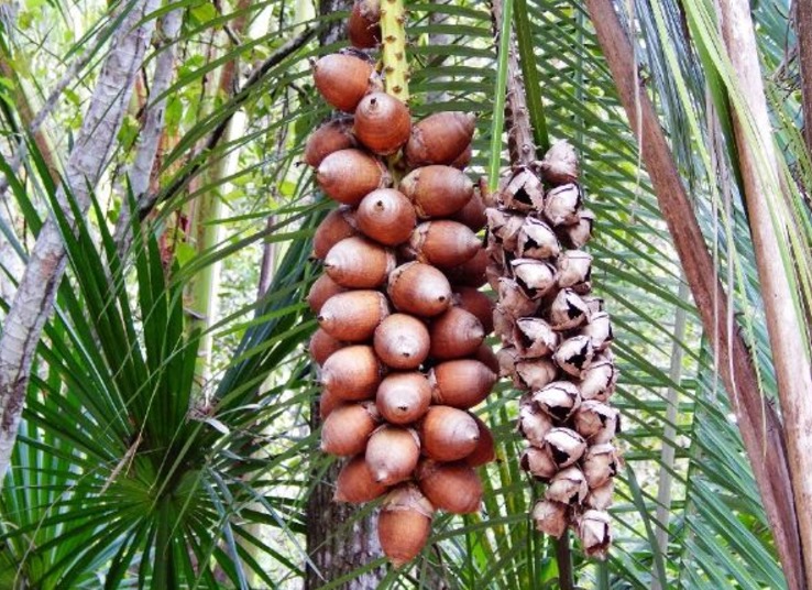 Óleo extraído de palmeira é um forte aliado na reconstrução capilar 